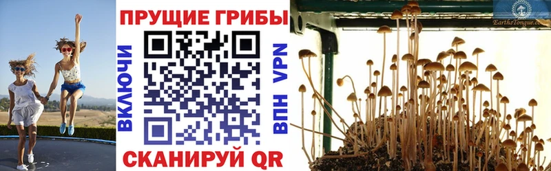 Купить закладки  Пущино  Псилоцибиновые грибы Magic Shrooms 